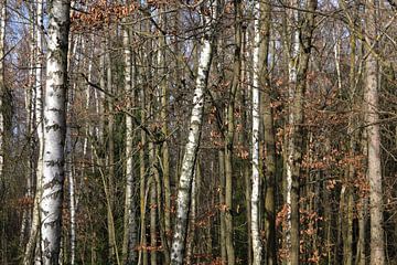 Forest van Thomas Jäger