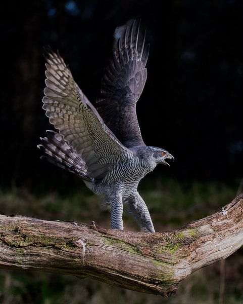 Angry Hawk by Ard te Kloeze