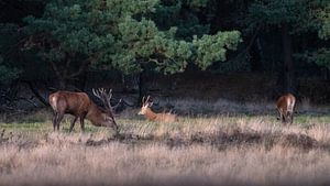 Weidende Rothirsche auf der Hoge Veluwe