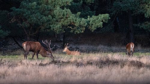 Grazende edelherten op de Hoge Veluwe