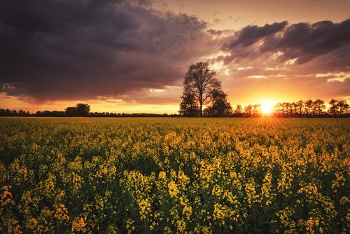 Rape field at sunrise