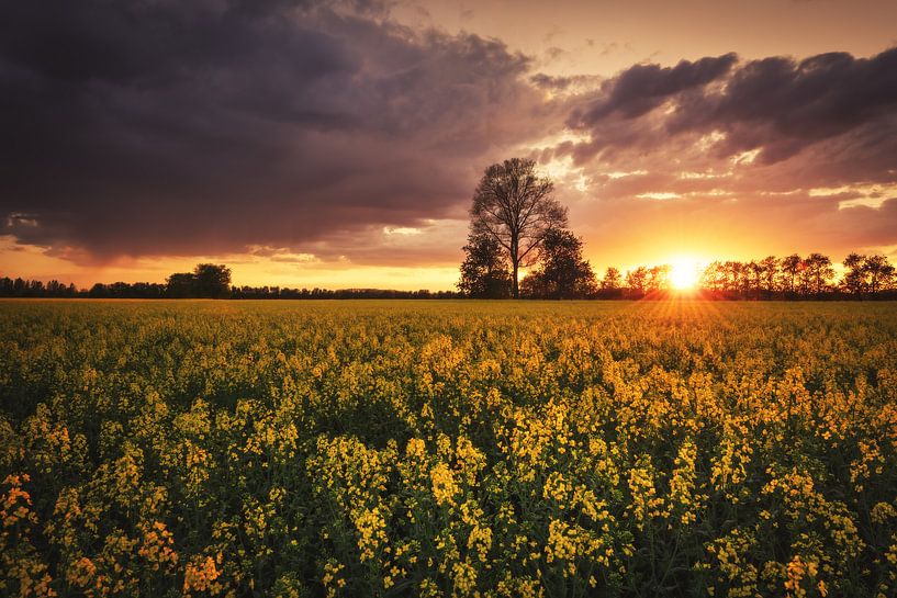 Rape field at sunrise by Skyze Photography by André Stein