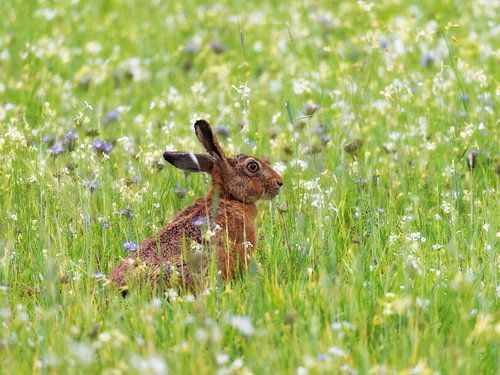 Knabbel - Hase in einem bunten Blumenfeld