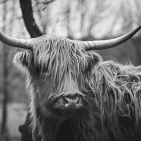 Schotse Hooglander portret in zwart-wit van Shotsby_MT