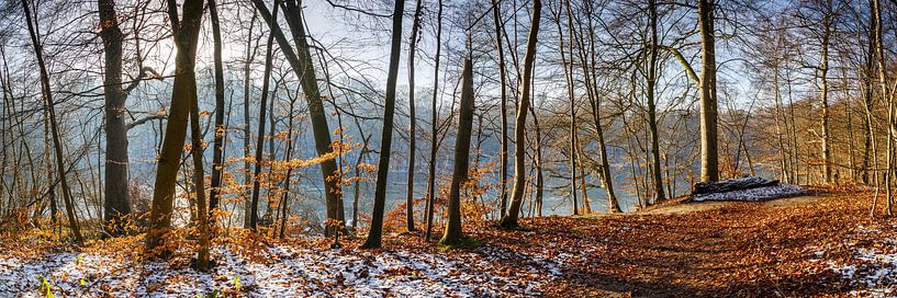 Winter forest at the lake by Werner Reins