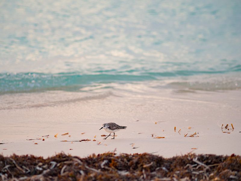 Sandpiper on the beach in Cayo Levisa | Travel Photography Cuba by Teun Janssen