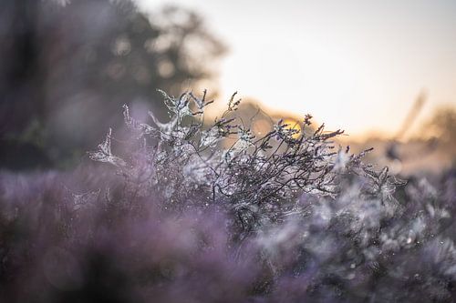 Wolfhezer heath part 18