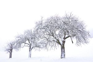Arbres fruitiers enneigés