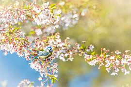Blue tit in cherry blossom
