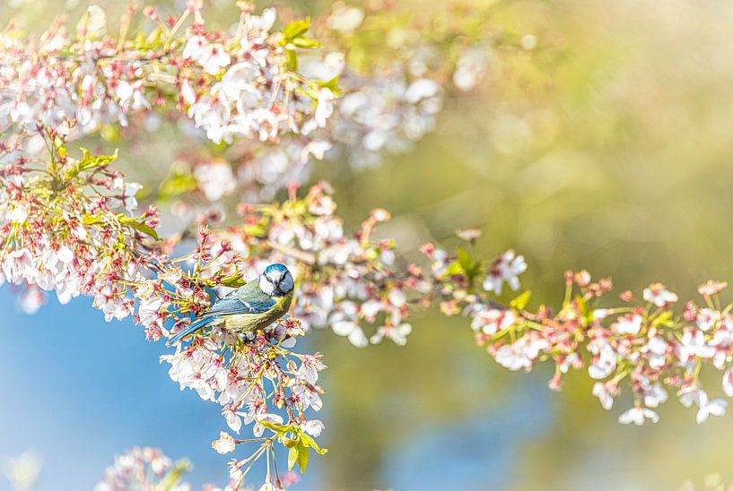 Mésange bleue dans un cerisier en fleurs par Rietje Bulthuis
