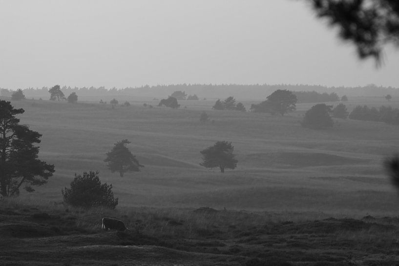 Veluwe Landschaft mit Kuh von Luc Elshout