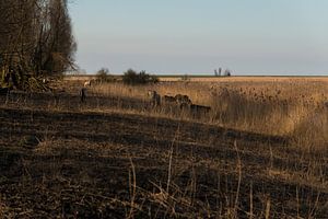 Konik paarden in de Oostvaardersplassen