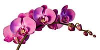 Orchid (Focus stack) on white background