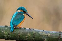 IJsvogel op jacht