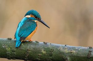 IJsvogel op jacht van Peter Lambrichs