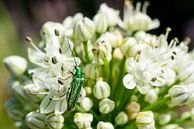 Witte bloem en groene kever van Mickéle Godderis thumbnail