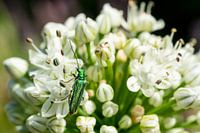 Witte bloem en groene kever