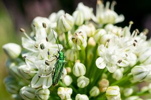 Witte bloem en groene kever van Mickéle Godderis