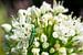 Weiße Blume und grüner Käfer von Mickéle Godderis