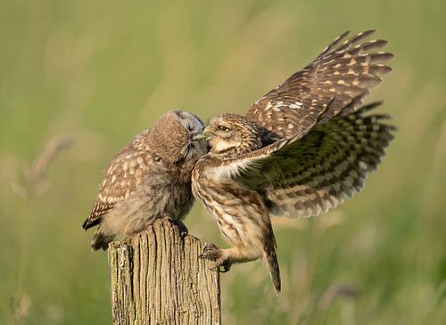 Feeding time