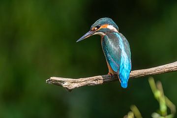 Eisvogel von Marjon Tigchelaar