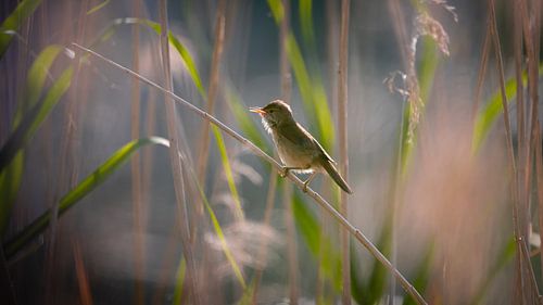 Teichrohrsänger im Gegenlicht 1