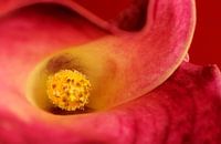 Calla