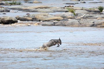 Gnous sautant lors de la migration annuelle au Serengeti, Tanzanie