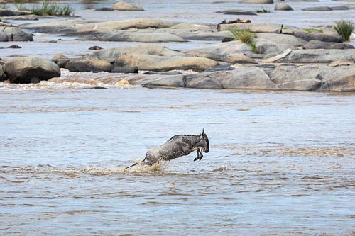 Springende Gnus während der jährlichen Migration in der Serengeti, Tansania