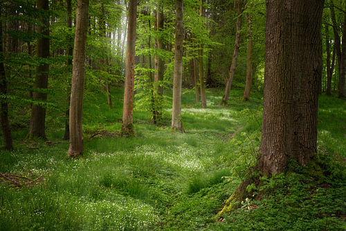 Baumstämme in einem Nadelmischwald mit weiß blühenden Bodendeckerpflanzen und Sonnenlicht von hinten