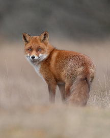 Fox by Dick van Duijn