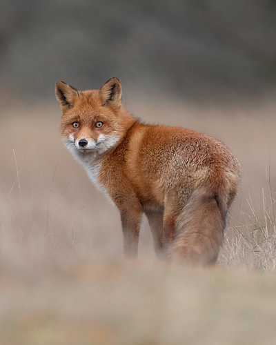 Fuchs