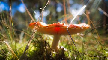 Zarter weiß roter Fliegenpilz, auf dem Waldboden. von Martin Köbsch