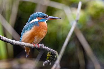 Kingfisher van Andreas Müller