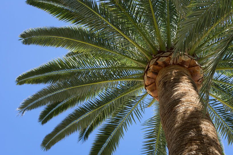 In the shade of a tall palm tree, summer at the beach by Adriana Mueller