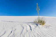 White Sands  Zandafdruk van Melanie Viola thumbnail