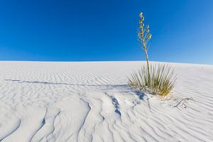 White Sands Impression
