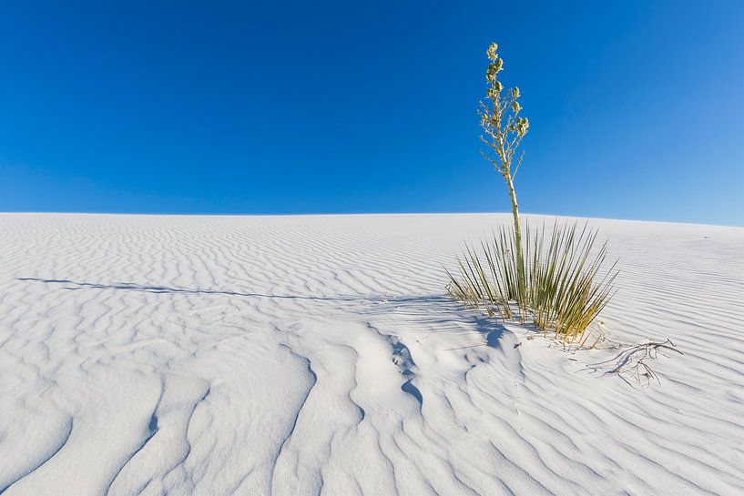 White Sands  Zandafdruk van Melanie Viola