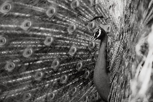 Zo trots als een pauw