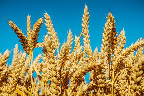 Weizen