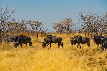 Vorbeiziehende Gnuherde von Peter van Vuuren