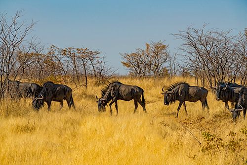 Kudde voorbij trekkende gnoes