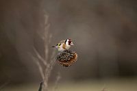 Goldfinch (Goldfinch)