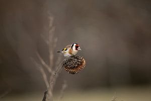 Goudvink (Goldfinch) van Manuela Meyer