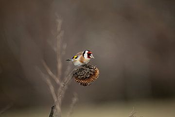 Goldfinch (Goldfinch) by Manuela Meyer