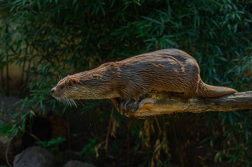 Otter van Marcel Jansen