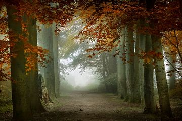 Where Are We Going? (Herfst bos in Nederland) van Kees van Dongen