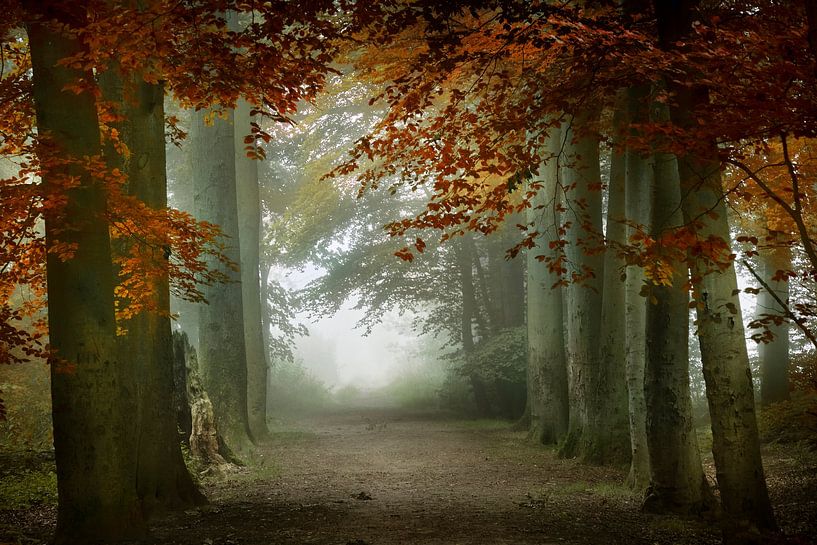 Wohin gehen wir? (Herbstwald in den Niederlanden) von Kees van Dongen