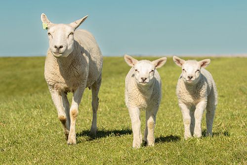 schaap met lammetjes op de dijk