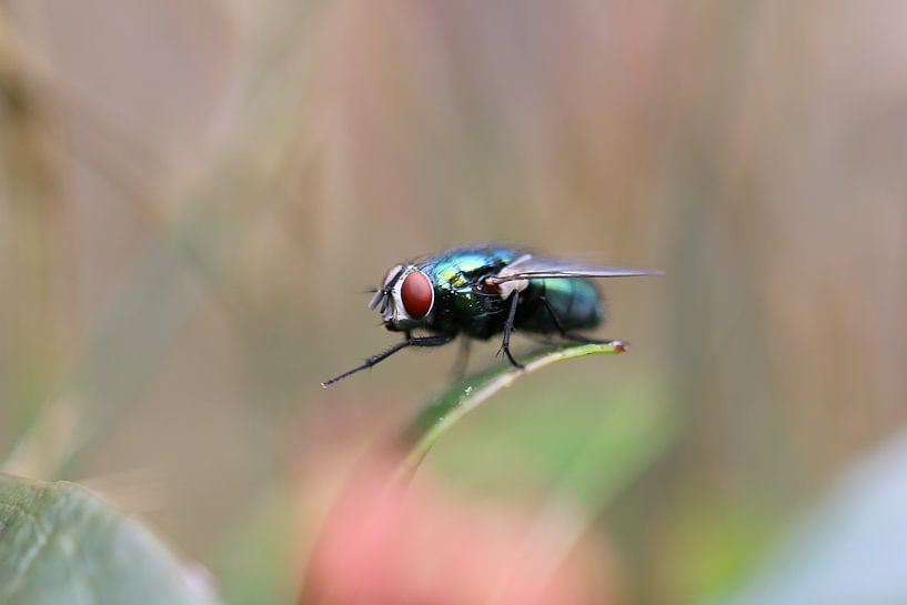 De vlieg close-up van Paul Franke